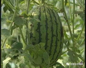 厦门吃瓜爆料后续发展,揭秘后续发展及各方动态