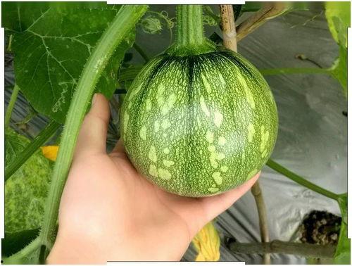 四川师范石佳敏爆料吃瓜